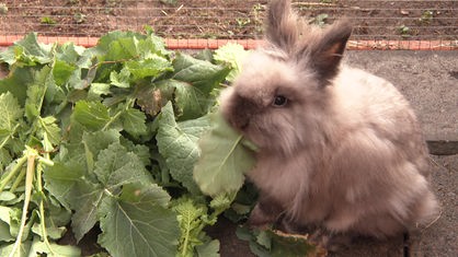 Ein hellgraues Kaninchen sitzt auf dem Boden eines Stalls. Es knabbert an einem grünen Salatblat.