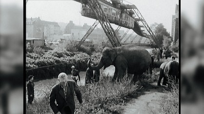 Elefant Tuffi steht am Ufer der Wupper, neben ihr viele Menschen. Im Hintergrund ist die Schwebebahn zu sehen.