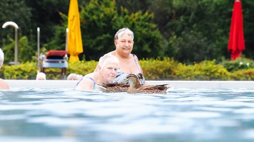 Zwei Enten schwimmen mit Badegästen im Becken eines Freibads.