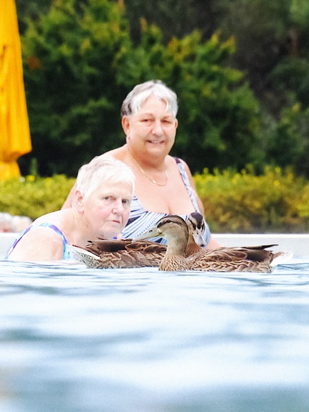 Zwei Enten schwimmen mit Badegästen im Becken eines Freibads.