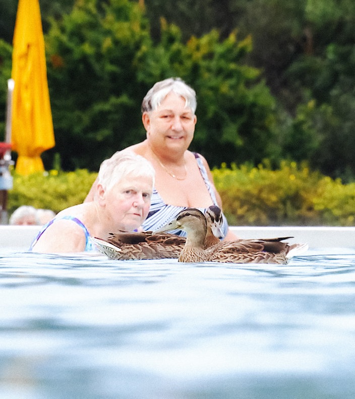 Zwei Enten schwimmen mit Badegästen im Becken eines Freibads.