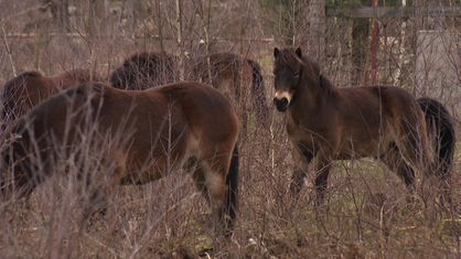 Vier braune Ponys stehen draußen inmitten von Gestrüp