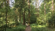 Im Dünnwald in Köln stehen die Bäume dicht an dicht, dazwischen läuft ein schmaler Spazierweg