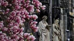 Blühender Magnolienbaum vor dem Aachener Dom