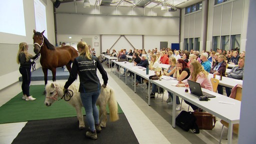 Ein Pferd steht in einem Hörsaal.