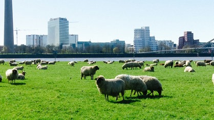 Schafe grasen auf einer Wiese in Düsseldorf am Rhein.