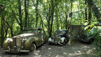 Foto von zwei verwitterten Oldtimer-Autowracks in einem Wald