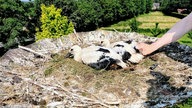 Die Weißstorch-Küken sitzen auf ihrem Horst.