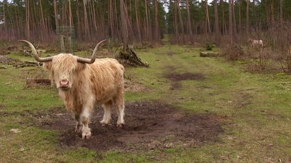 Ein schottisches Hochlandrind mit langem, hellen Fell steht draußen auf einer Waldfläche