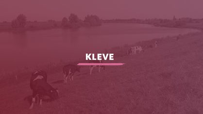 Der Blick auf ein Feld am Rheinufer im Kreis Kleve. Am Ufer grasen Kühe. Darauf der Schriftzug "Kleve".