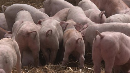 Eine Gruppe Schweine im Aktivstall in Hilter, zu sehen sind mehrere Ringelschwänzchen