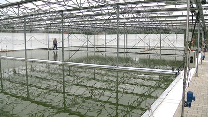 Das Gewächshaus, in dem Spirulina-Algen gezüchtet werden. 
