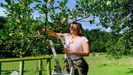 Eine Frau mit rosa T-Shirt auf einer Leiter, die an einen Apfelbaum gelehnt ist