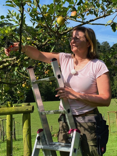 Eine Frau mit rosa T-Shirt auf einer Leiter, die an einen Apfelbaum gelehnt ist