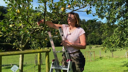 Eine Frau mit rosa T-Shirt auf einer Leiter, die an einen Apfelbaum gelehnt ist