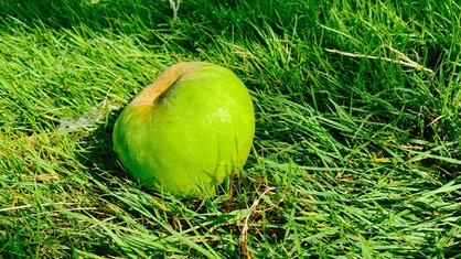 Ein grüner Apfel auf einer Wiese