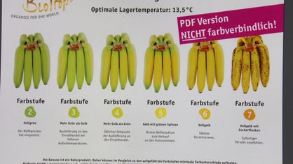 Auf einem Schaubild sind sechs Bund Bananen in verschiedenen Reifestufen nebeneinander dargestellt, von hellgrün bis gelb mit Flecken