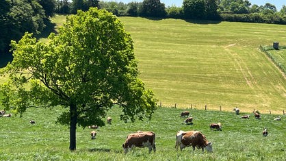 Auf einer Weide stehen mehrere braun-weiße Kühe.