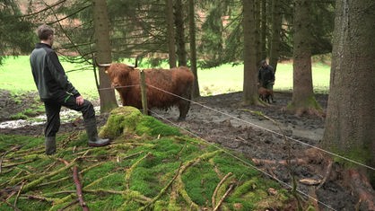 Zu sehen ist ein junger Mann von hinten. Er schaut auf ein Rind, welches hinter einem Zaun in einem Wald steht.