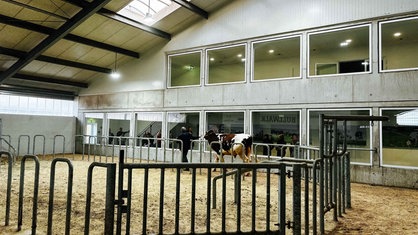 Ein Mann führt einen Bullen durch die Halle. Hinter einer Glasscheibe stehen Personen und sehen sich den Bullen an.