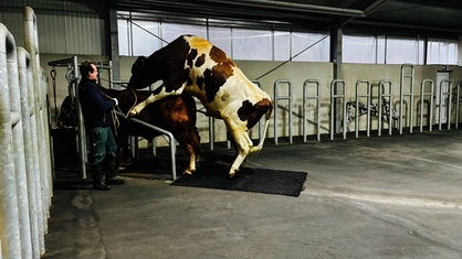 Ein Zuchtbulle vollzieht den Deckakt an einem Standbullen.