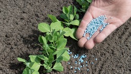 Ein Hand streut blauen Dünger auf Pflanzenboden