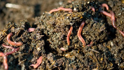 Regenwürmer in einem Komposthaufen