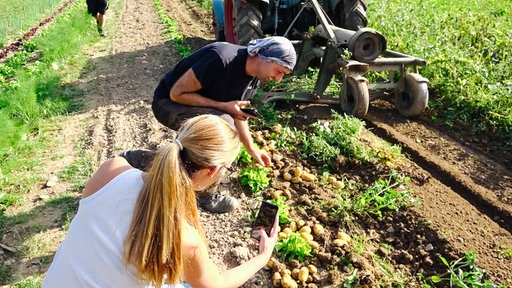 Ein Mann und ein Frau hocken am Feldrand und machen Fotos von der Kartoffelernte.