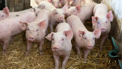 Mehrere rosa Schweineferkel stehen in einem Stall und schauen in die Kamera