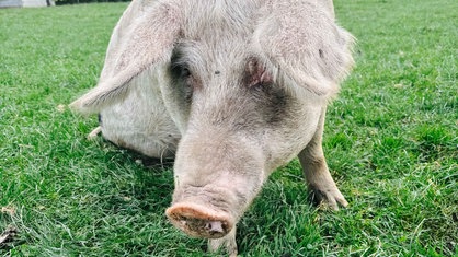 Nahaufnahme Schwein Isa.