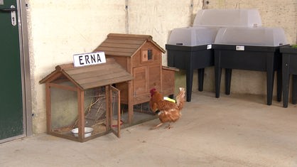 Im Gegensatz zu ihren Artgenossinnen, die auf der Wiese leben, hat Erna sogar eine eigene Hütte