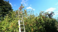 Foto von roten Äpfeln, die an einem Baum hängen