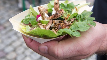 Eine Schale mit Heuschrecken, Mehl- und Buffalowürmern auf Salat