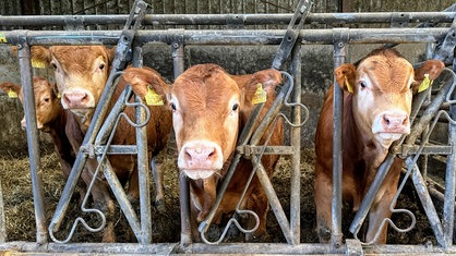 Rinder in einem Stall