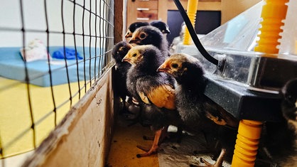 Küken sitzen in einem Stall unter einer Wärmeplatte