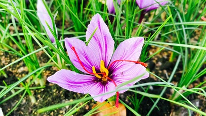 Eine hell-lila Blüte mit rotem und gelbem Stempel