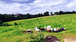 Gnadenhof für Kühe in Meinerzhagen