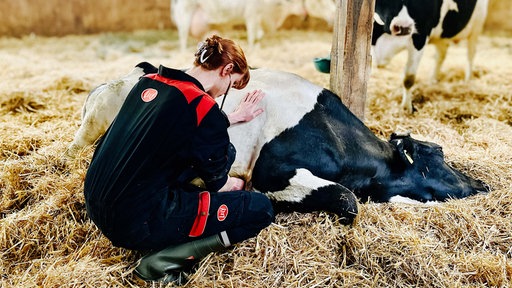 Eine Frau hockt in einem Stall auf dem Boden, vor ihr liegt eine Kuh, die sie behandelt.