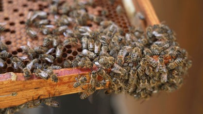 Ein Bienenvolk in der Bertold-Brecht-Gesamtschule
