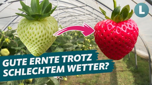 eine unreife und eine reife Erdbeere nebeneinander, im Hintergrund ein Gewächshaus. Der Text lautet "gute Ernte trotz schlechtem Wetter?"