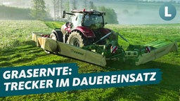 Ein Trecker erntet Gras auf einem Feld.