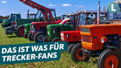 Oldtimer-Traktoren stehen aufgereiht nebeneinander. Darauf der Schriftzug "Das ist was für Trecker-Fans".