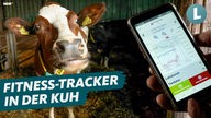 Ein Handy zeigt die Überwachungswerte einer Kuh im Kuhstall