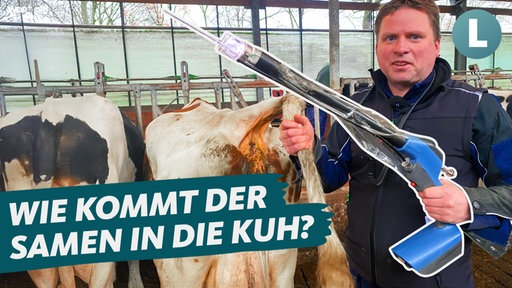 Ein Landwirt steht neben zwei Milchkühen und hält eine Besamungspistole in der Hand.