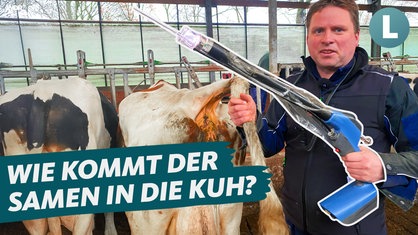 Ein Landwirt steht neben zwei Milchkühen und hält eine Besamungspistole in der Hand.