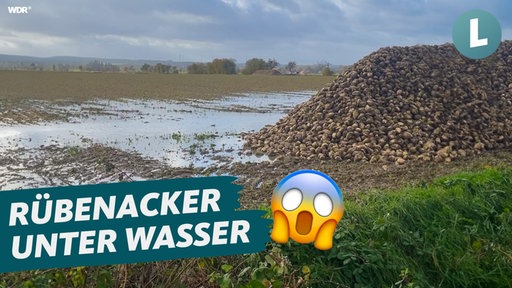 Foto von einem leicht überfluteten Acker, Links unten im Bild Schriftzug: "Rübenacker unter Wasser"