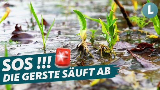 Teaserbild: Gerste, die im Regen absäuft