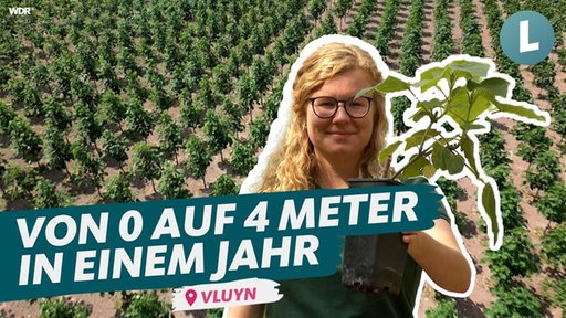 Hanna Bonsels zeigt einen Setzling des Paulownia-Baums, im Hintergrund eine große Fläche mit größeren Bäumen.