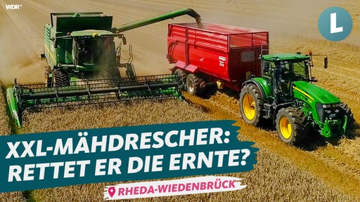 Großer grüner Mähdrescher und Traktor mit rotem Anhänfer fahren über ein Feld und ernten