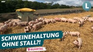 Schweine auf Stroh in einem umzäunten Gelände. Darauf der Schriftzug "Schweinehaltung ohne Stall?!"